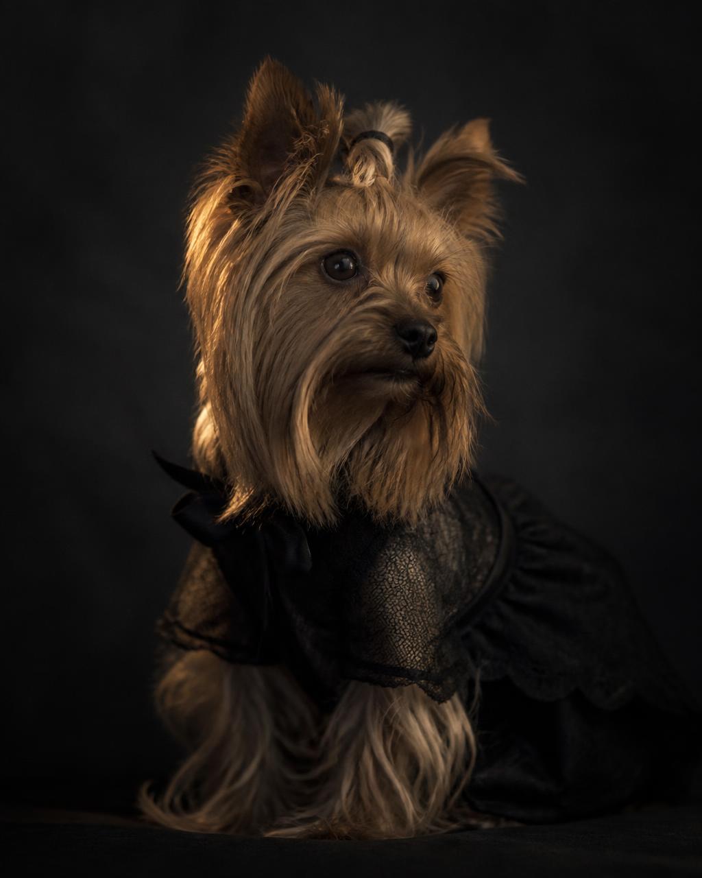 Portrait of Sebastian, a Yorkshire terrier, lit softly against a dark background
